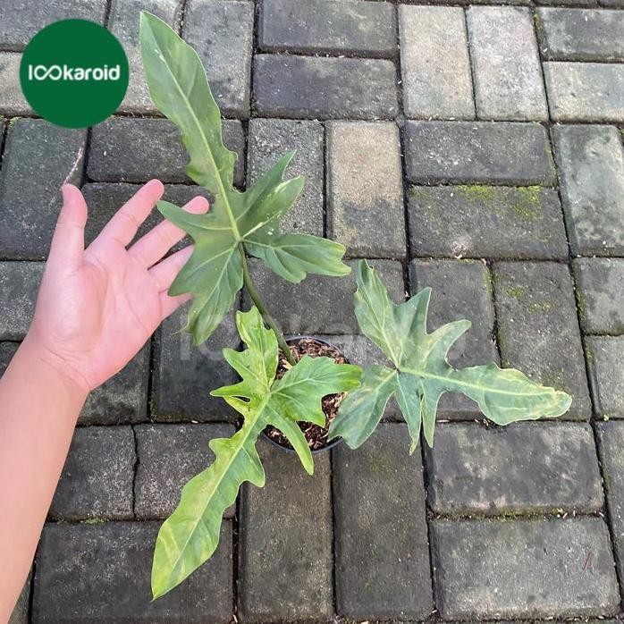 Terlaris Tanaman Hias Philodendron Dragon Varigata / Philo Dragon Variegata