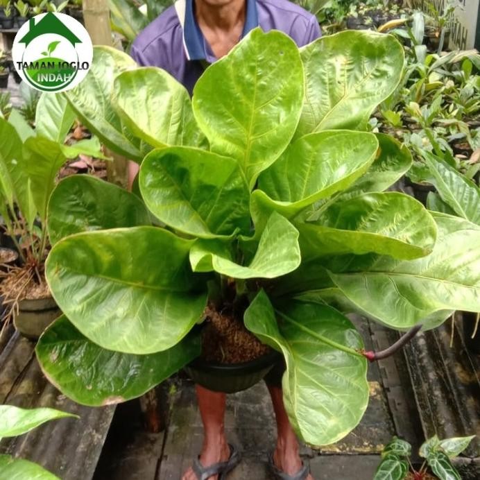 Terlaris Tanaman Hias Anthurium Jemani Mangkok Daun Besar Promo