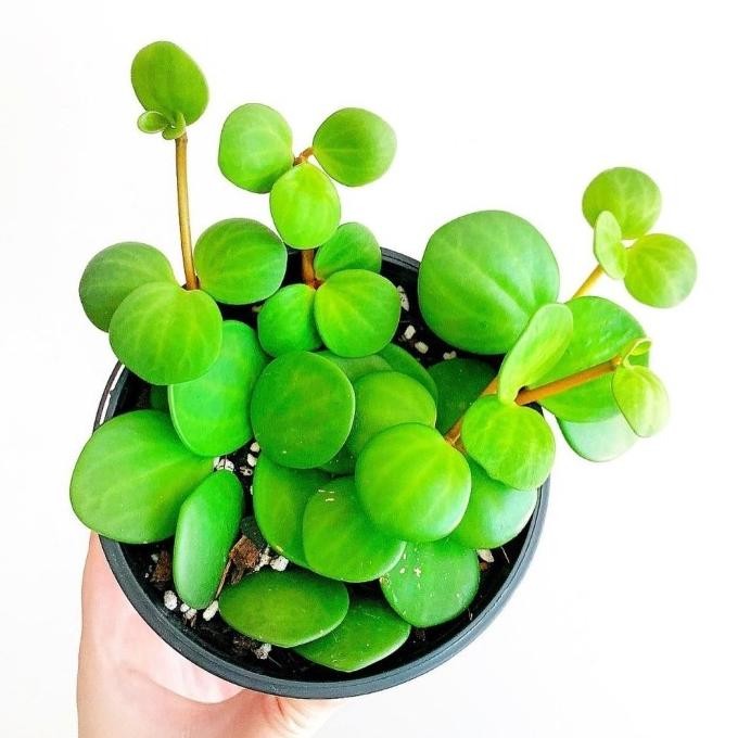 Terlaris Tanaman Hias Peperomia Hope / Inc Pot Mini Sesuai Varian