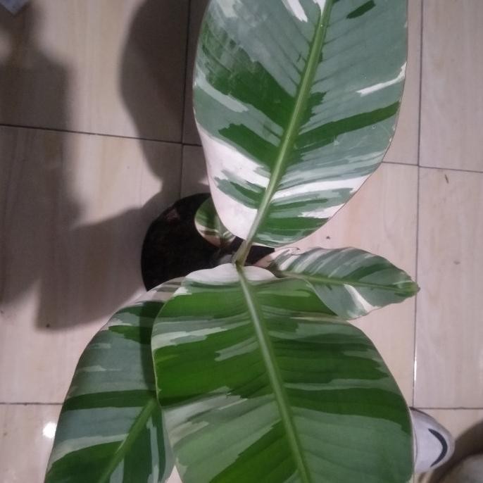 Terlaris Pisang Varigata Florida Sehat Dan Lebat - Tanaman Hias Asli