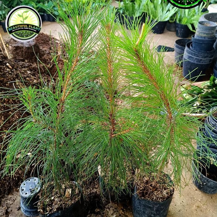 Terlaris Tanaman Hias Cemara Pinus - Pohon Pinus - Bibit Pohon Pinus