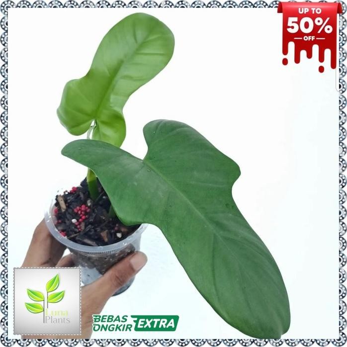 Terlaris Philodendron Violin - Tanaman Hias Philodendron Violin