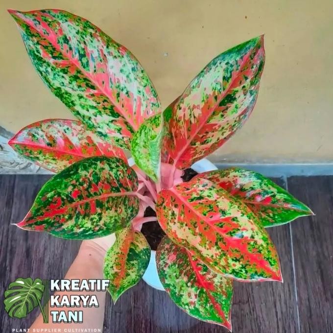 Terlaris Tanaman Hias Aglonema Coconut Delight - Aglonema Coconut Delight