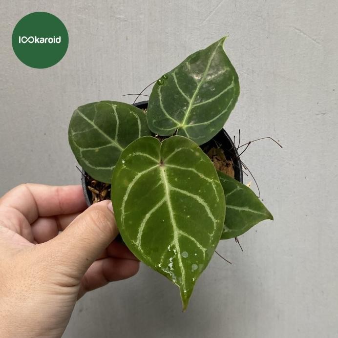 Terlaris Tanaman Hias Anthurium Dorayaki X Red Crystallinum / Kuping Gajah Hybrid Dorayaki X Red Cry