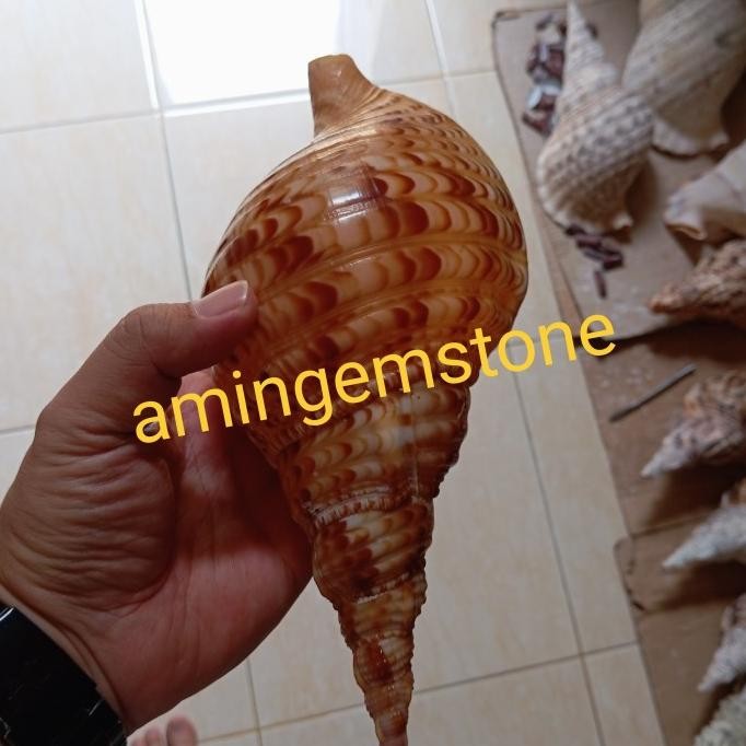 Cangkang keong triton jumbo untuk hiasan akuarium