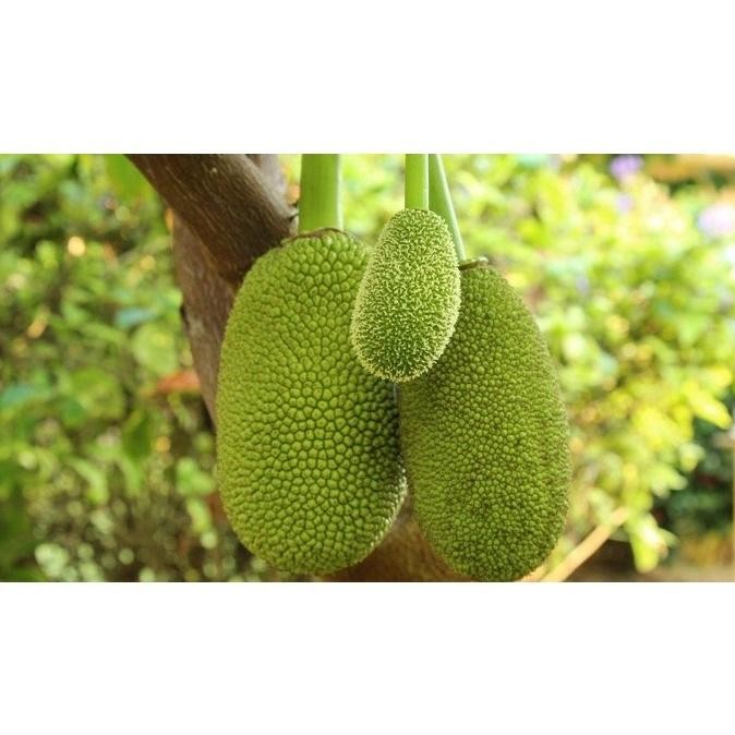 Obral Bibit Tanaman Buah Cempedak Unggul NNNN PREMIUM