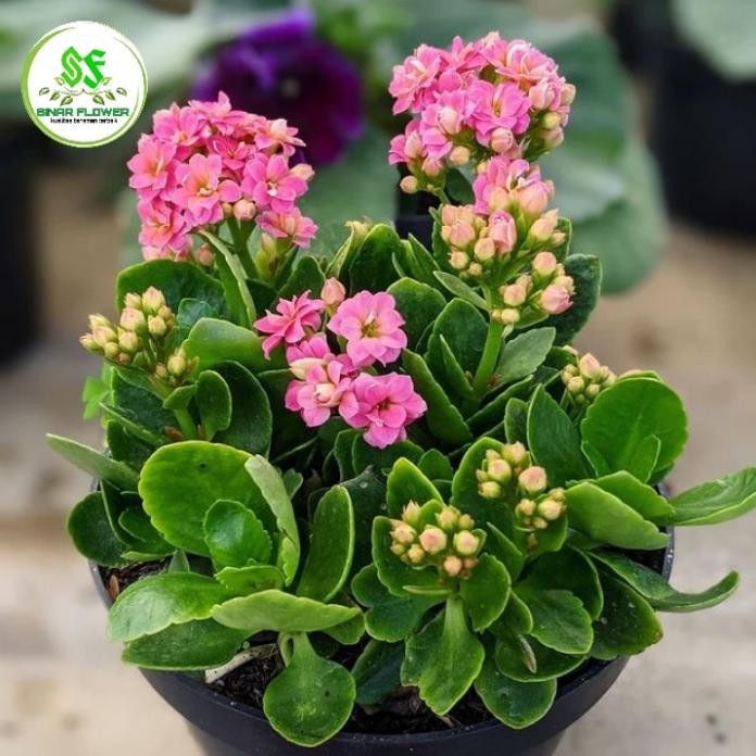 Terlaris Tanaman Hias Cocor Bebek/Bunga Cocor Bebek/Cocor Bebek Di Pot