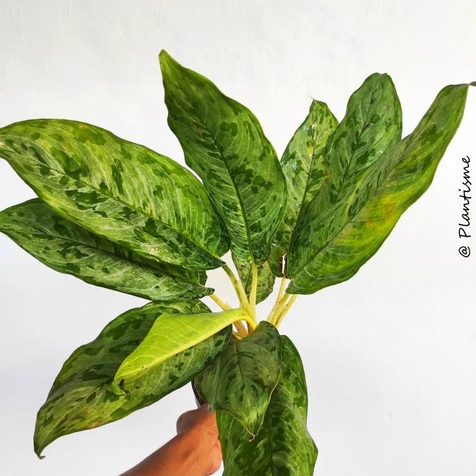 Terlaris Aglonema Tropical Tiki Tanaman Hias Rumah Pembersih Racun Udara