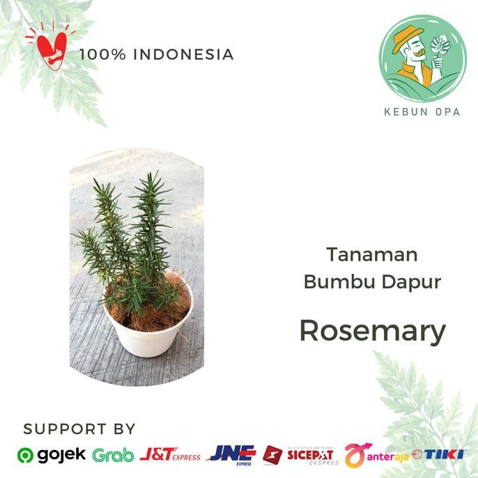

Terlaris Tanaman Herbal Rosemary Atau Rosemarin Pengusir Nyamuk Bumbu Dapur