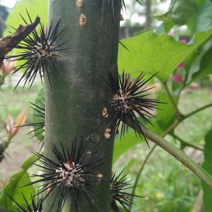 

Terlaris Daun Tujuh Jarum Bibit Tanaman Herbal Daun Tujuh Duri