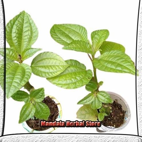 

Terlaris Bibit Tanaman Daun Pohpohan Lalapan Dan Herbal