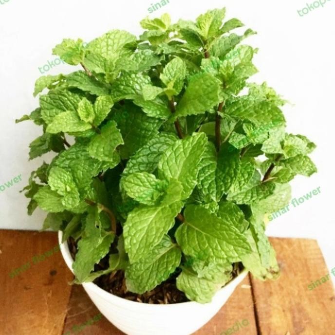 

Terlaris Tanaman Mint/Pepermint/Tanaman Herbal/Pohon Mint Di Pot Putih Rimbun