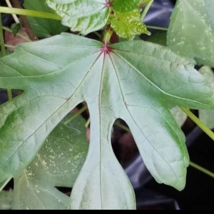 

Terlaris Murah Bibit Pohon Gedi - Atau Daun Kalingsir/Tanaman Herbal Alami