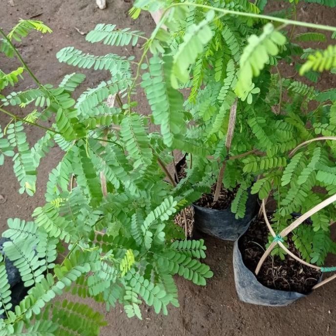 

Terlaris Tanaman Daun Saga, Tanaman Herbal Saga