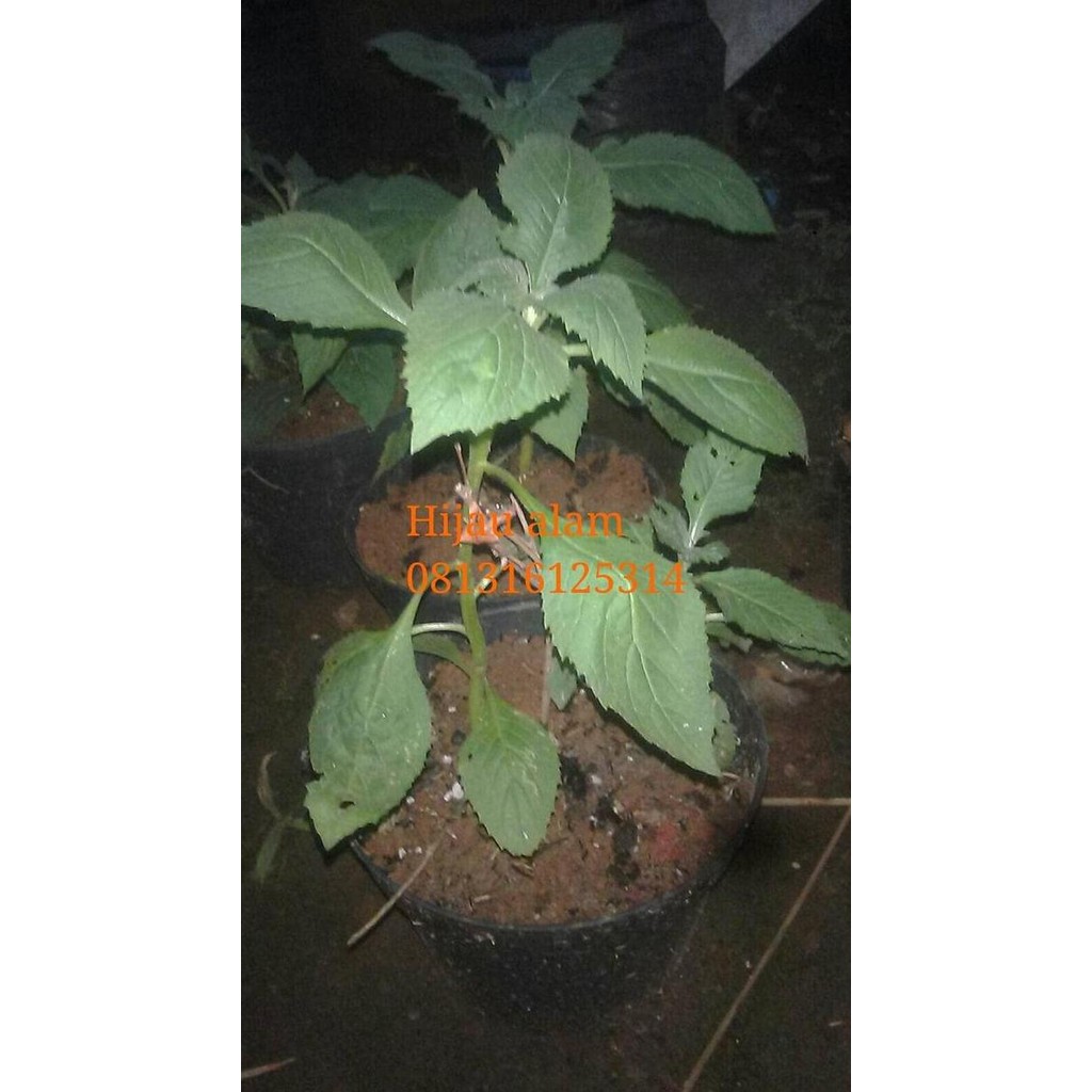 

Terlaris Tanaman Herbal Darah Tinggi Daun Sintrong / Tanaman Sintrong