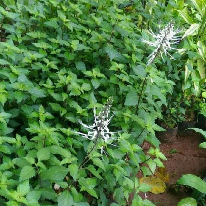 

Terlaris Tanaman Herbal Kumis Kucing