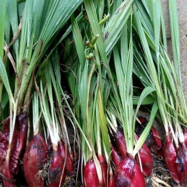 

Terlaris Tanaman Herbal Bawang Dayak / Bawang Sabrang / Bawang Tiwai / Bawang Lubak / Teki Sebrang / Bawang Hantu / Eleutherine Palmifolia (L.) Merr