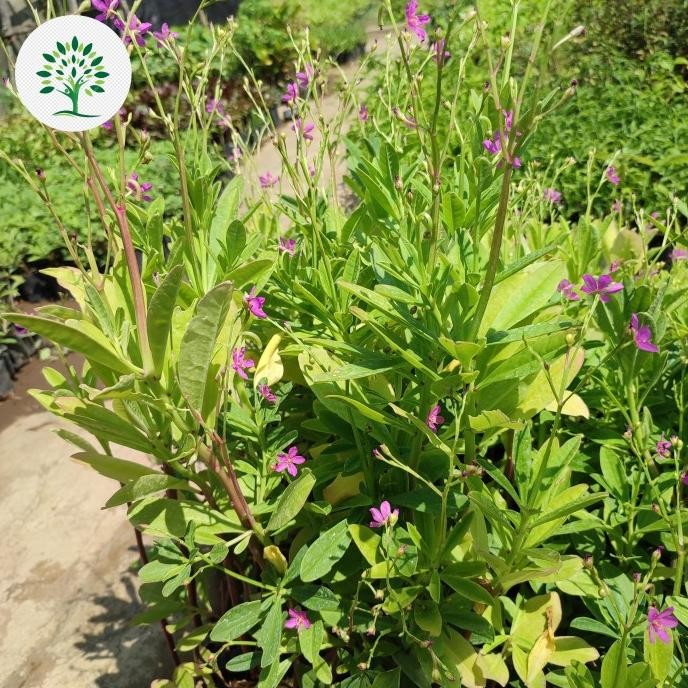 

Terlaris Pohon Herbal Gingseng Jawa-Bibit Tanaman Herbal Gingseng Super