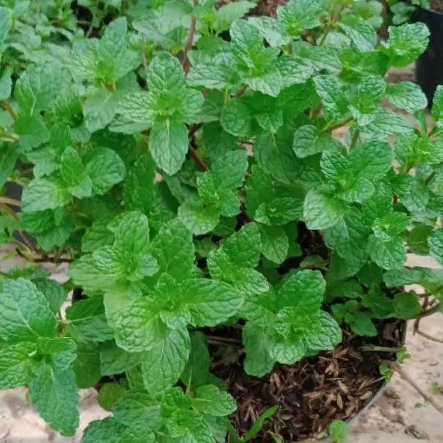 

Terlaris Tanaman Herbal Daun Mint (Rimbun Pakai Pot)