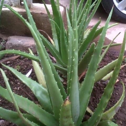 

Terlaris Tanaman Herbal Lidah Buaya