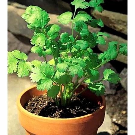 

Terlaris Bibit Tanaman Ketumbar Coriander Cilantro/Pohon Katumbar Herbal Bumbu