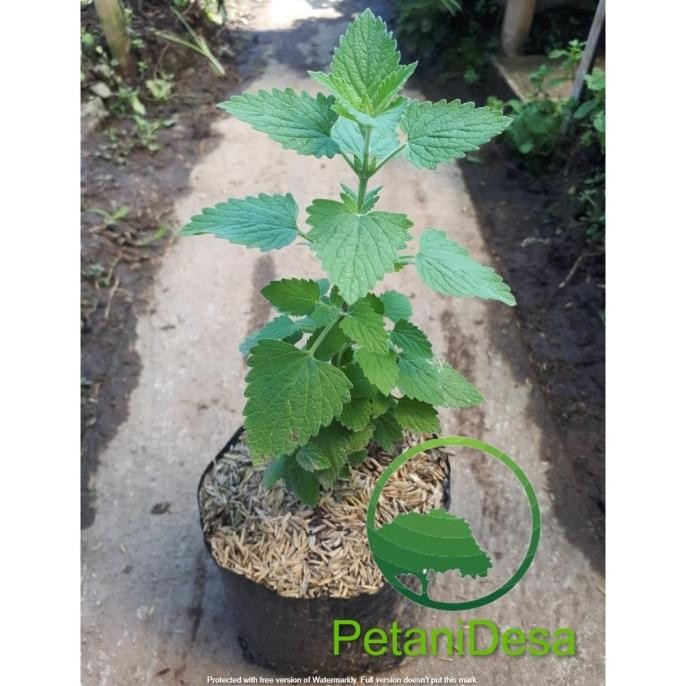 

Terlaris Bibit Tanaman Herbal Catnip - Nepeta Cataria - Catmint