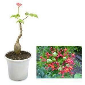

Terlaris Tanaman Jarak Bali/Botol Jenis Tanaman Hias Herbal