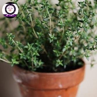 

Terlaris Tanaman Herbal Thyme (Siap Tanam)
