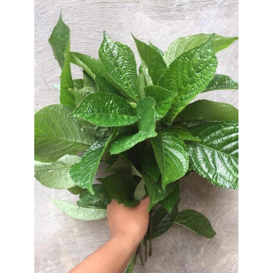 

Terlaris Daun Keji Beling - Pecah Beling Segar - Tanaman Herbal - Bonus Batang