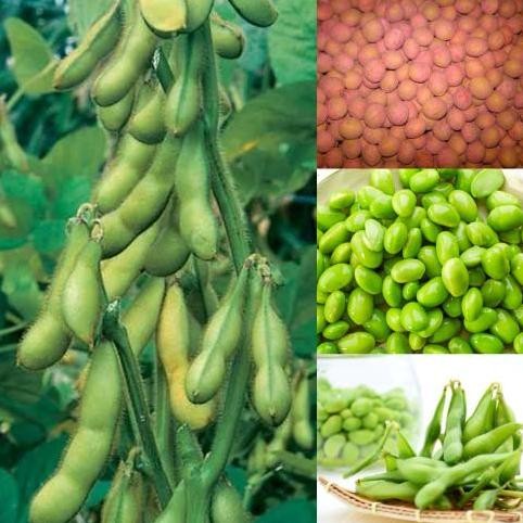 

Benih / Bibit - Kacang Edamame Kedelai Jepang 250gr, sekitar 625 biji murah