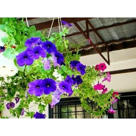 Tanaman Bunga Petunia Hybrida + Pot Gantung - Bibit Tanaman Hias Bunga