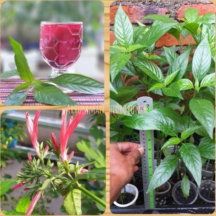 

Terlaris Bibit Tanaman Herbal Teh Merah Mexico Muicle Honeysuckle