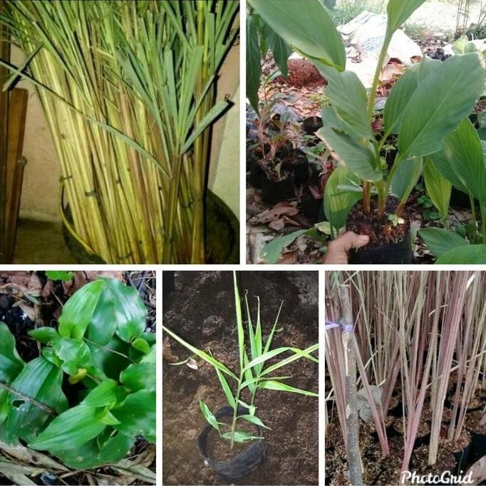 

Terlaris Paket 5 Tanaman Herbal Toga Bumbu Dapur