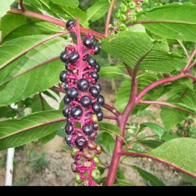 

Terlaris Tanaman Herbal Gingseng Merah Asli/ Gingseng Korea Merah Herbal Unggul