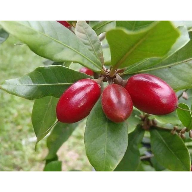 

Terlaris Tanaman Buah Ajaib Miracle Fruit / Miracle Berry Obat Herbal