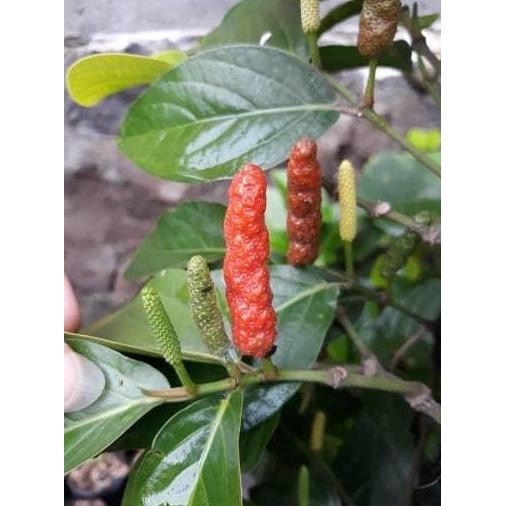 

Terlaris Bibit Tanaman Herbal Pohon Cabe Jawa ( Cabe Jamu)