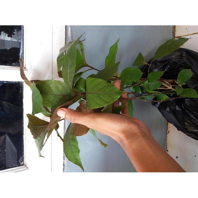 

Terlaris Handeuleum, Pohon Daun Ungu, Tanaman Herbal, Obat Ambeyen, Obat Wasir