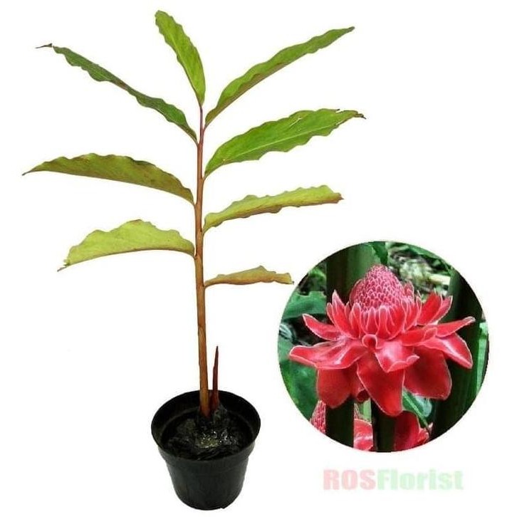 

Terlaris Tanaman Herbal Kecombrang