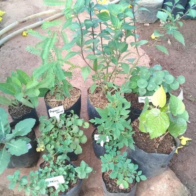 

Terlaris Bibit Tanaman Herbal Paket 10 Jenis