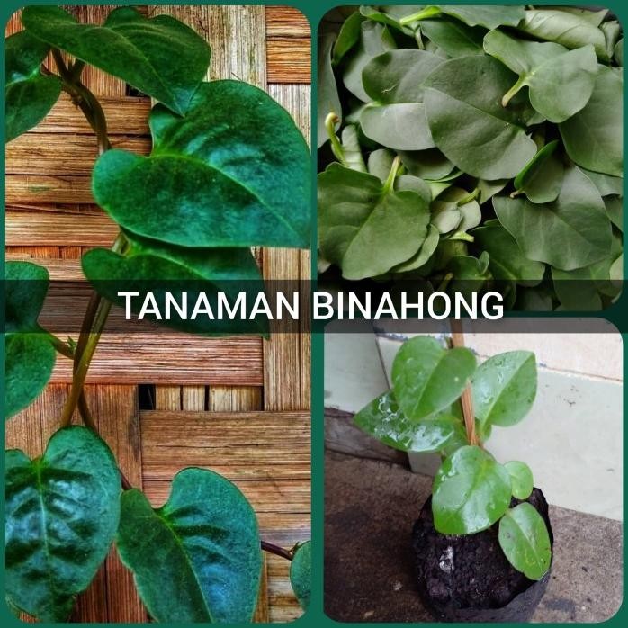 

Terlaris Bibit Tanaman Binahong Tanaman Herbal Daun Binahong Hijau