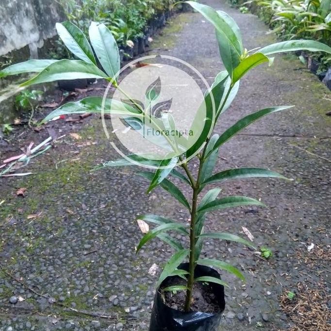

Terlaris Bibit Tanaman Mahkota Dewa/Pohon Mahkota Dewa (Obat Herbal)