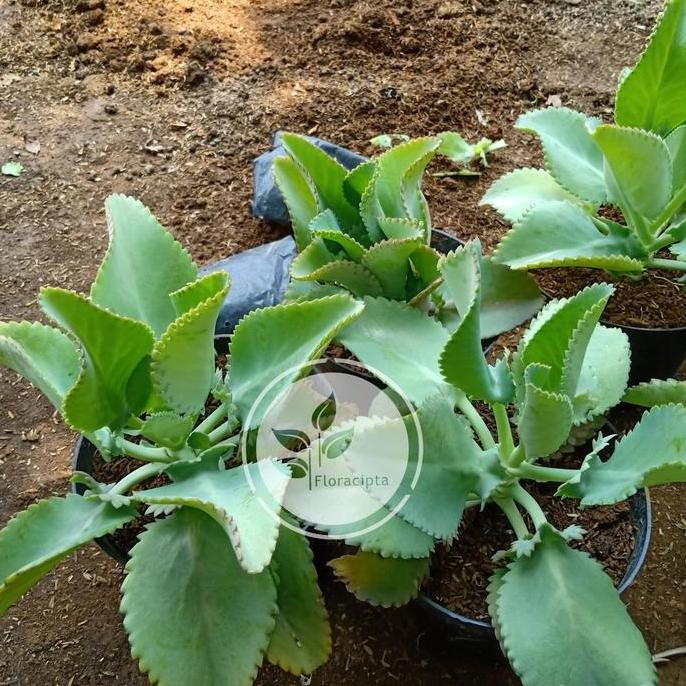 

Terlaris Tanaman Cocor Bebek / Pohon Cocor Bebek / Bibit Tanaman Hias Herbal