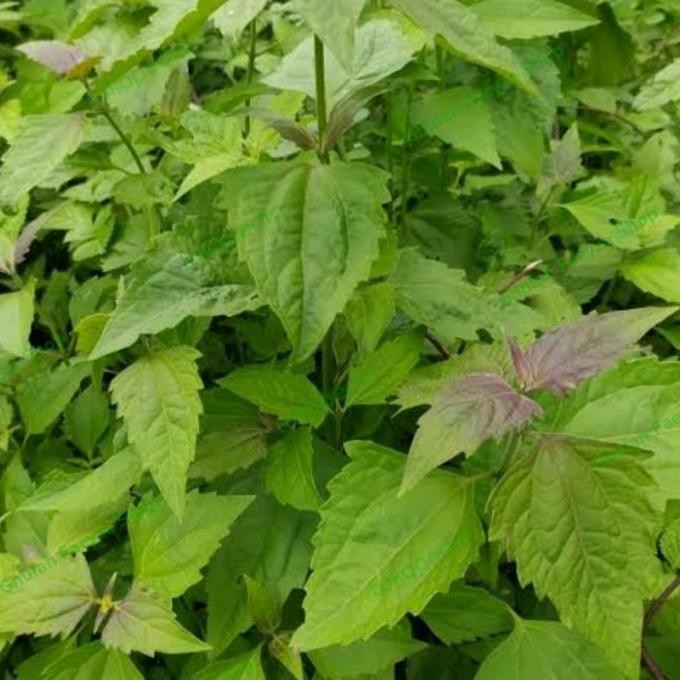 

Terlaris Bibit Tanaman Balakacida Panjang 1 Meter Tanaman Herbal