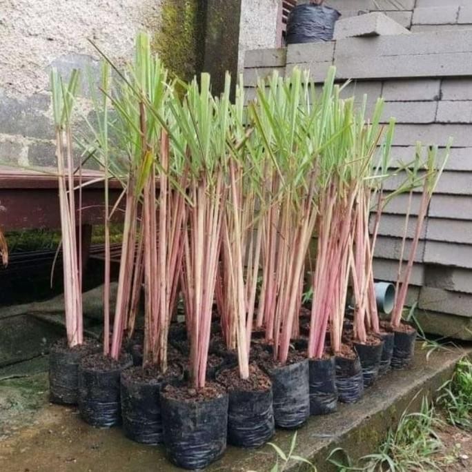 

Terlaris Tanaman Herbal Sereh Wangi - Minyak Sereh Wangi