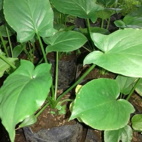 

Terlaris Tanaman Keladi Tikus Asli , Untuk Obat Herbal Atau Tanaman Hias