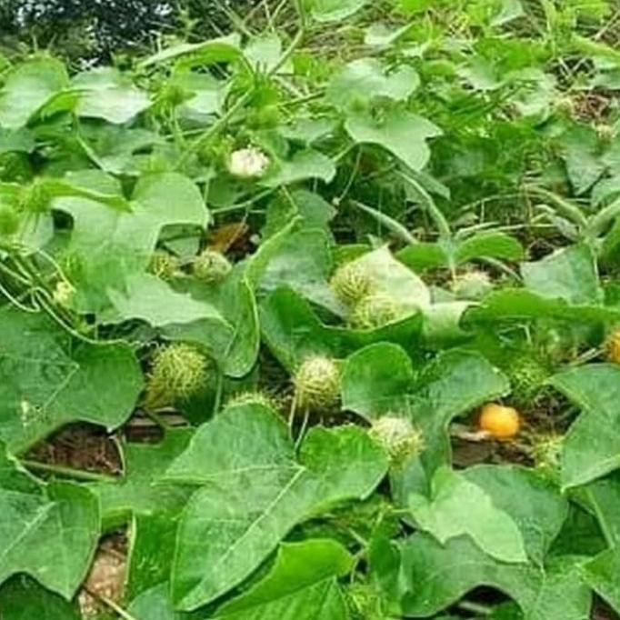 

Terlaris Jual Daun Tanaman Rambusa Mermot Kermot Permot 100 Gram Obat Herbal