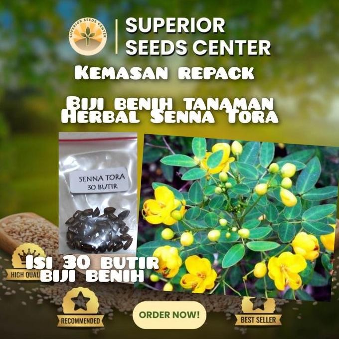 

Terlaris 30 Butir Biji Benih Tanaman Herbal Senna Tora