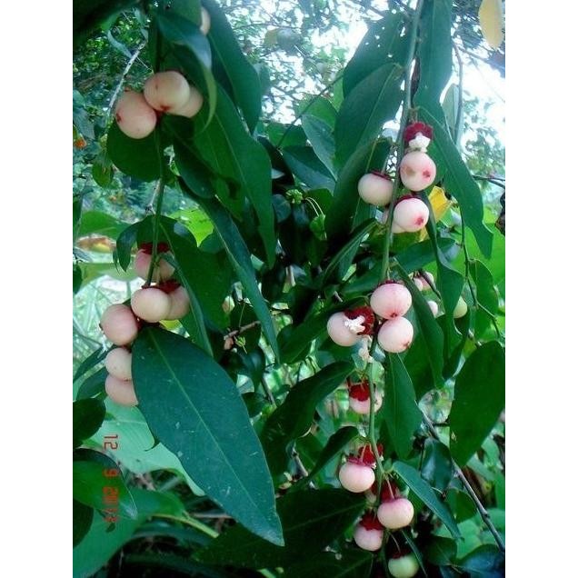 

Terlaris Bibit Tanaman Herbal Daun Katuk