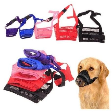 Brangus Anjing , Brongsong Mulut Anjing Dog Muzzle