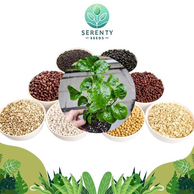 

Terlaris Bibit Tanaman Herbal Bayam Brazil Kaya Manfaat